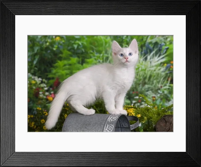 Framed Print : Picture No. 10887969 Framed Print : Picture No. 10887969
