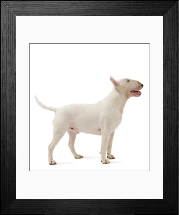 Framed Print : Picture No. 10887973 Framed Print : Picture No. 10887973