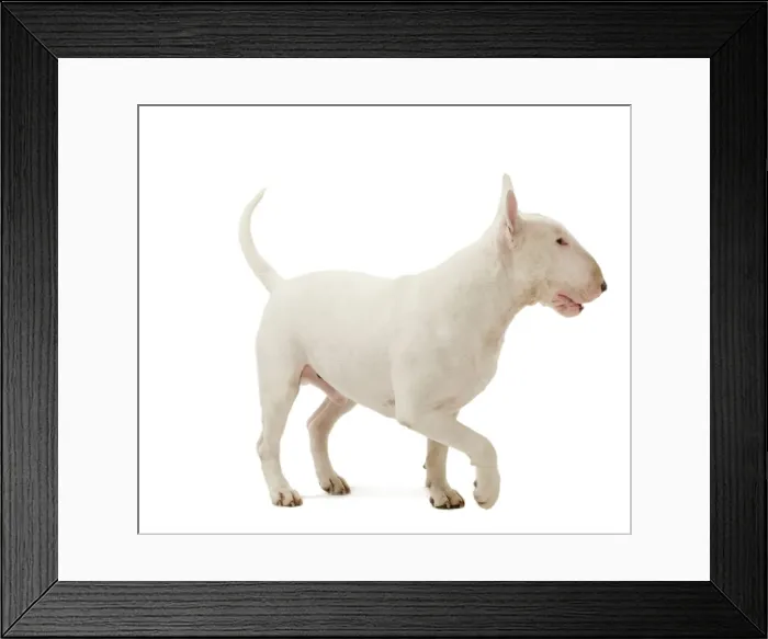 Framed Print : Picture No. 10887975 Framed Print : Picture No. 10887975
