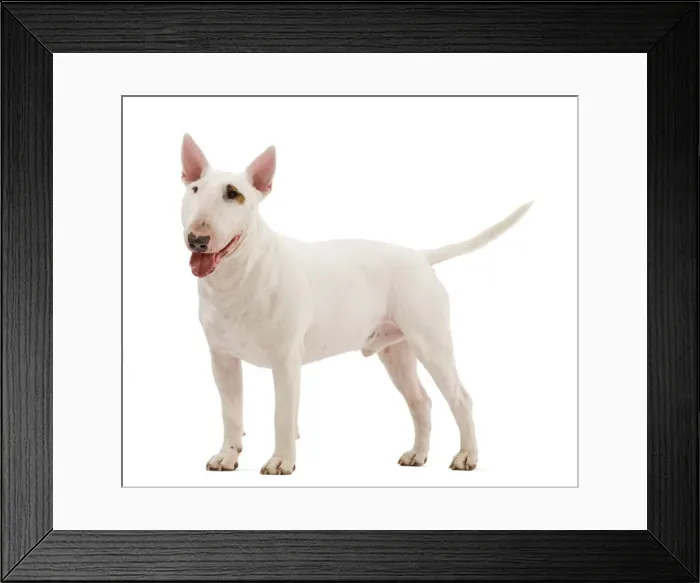 Framed Print : Picture No. 10887977 Framed Print : Picture No. 10887977