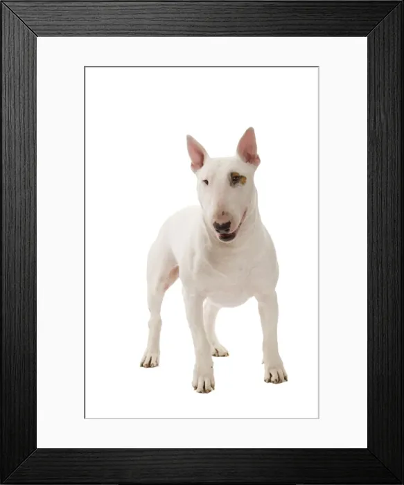 Framed Print : Picture No. 10887972 Framed Print : Picture No. 10887972
