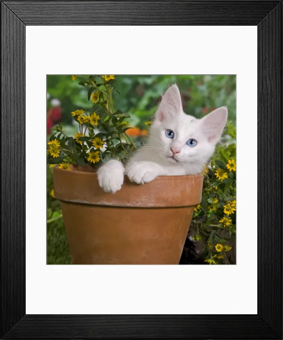 Framed Print : Picture No. 10887971 Framed Print : Picture No. 10887971