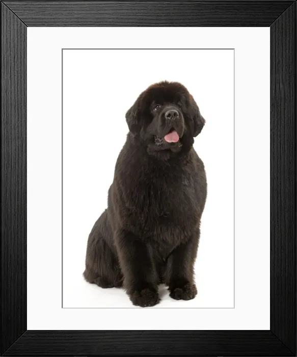 Framed Print : Picture No. 10887987 Framed Print : Picture No. 10887987