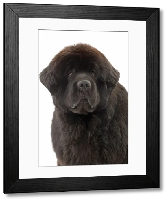 Framed Print : Picture No. 10887986 Framed Print : Picture No. 10887986