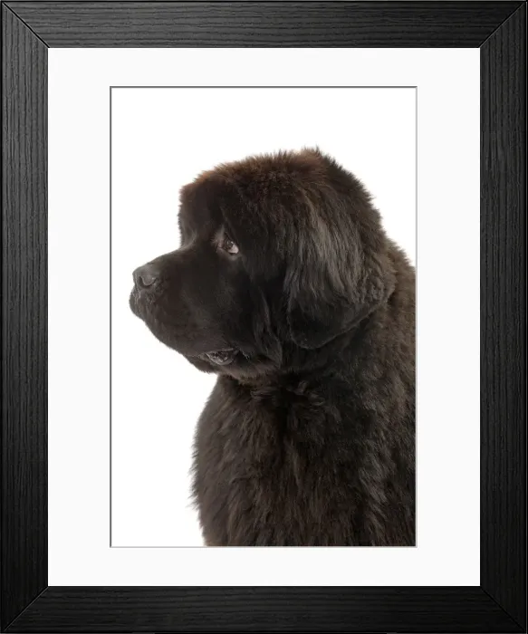 Framed Print : Picture No. 10887985 Framed Print : Picture No. 10887985