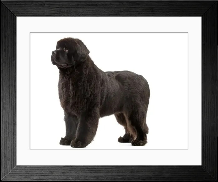 Framed Print : Picture No. 10887984 Framed Print : Picture No. 10887984