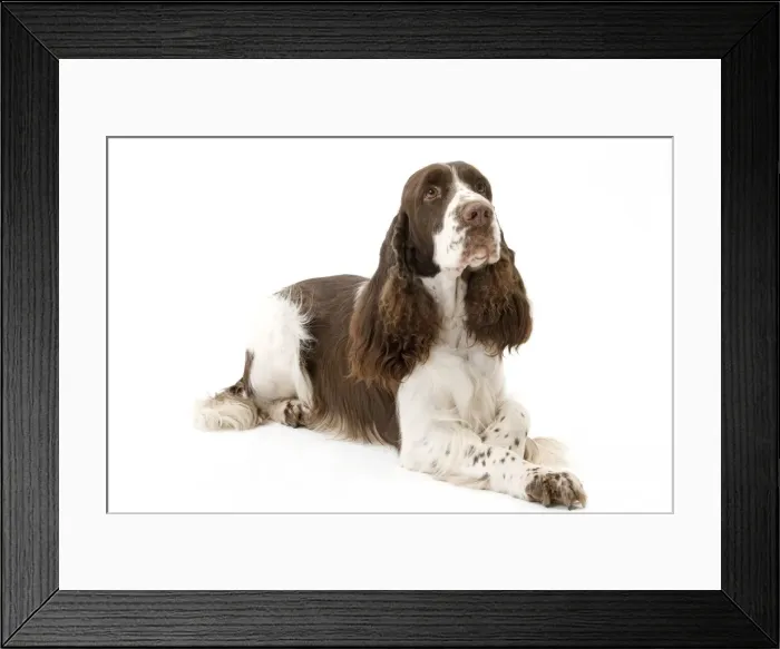 Framed Print : Picture No. 10887992 Framed Print : Picture No. 10887992