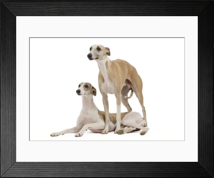 Framed Print : Picture No. 10887996 Framed Print : Picture No. 10887996