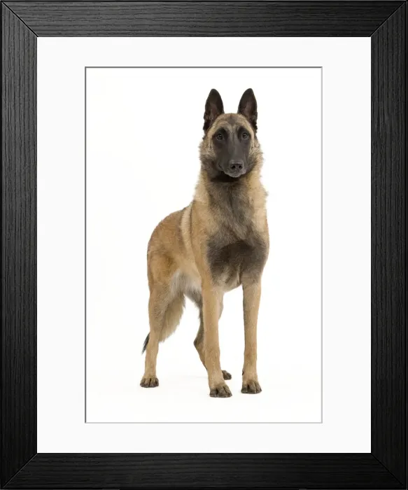 Framed Print : Picture No. 10887997 Framed Print : Picture No. 10887997