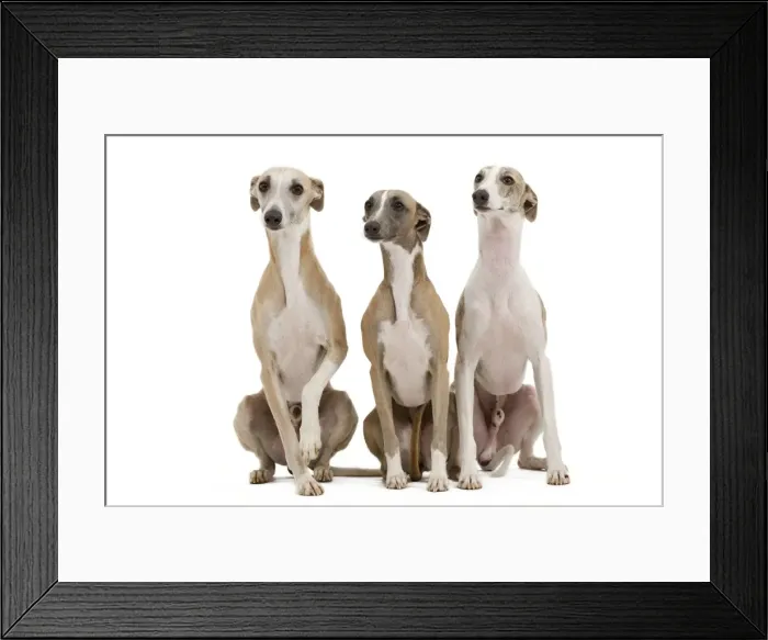 Framed Print : Picture No. 10887994 Framed Print : Picture No. 10887994