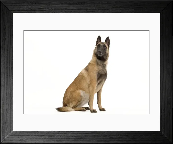 Framed Print : Picture No. 10887999 Framed Print : Picture No. 10887999
