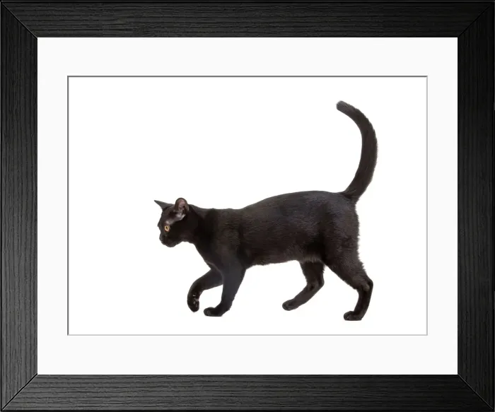 Framed Print : Picture No. 10888044 Framed Print : Picture No. 10888044