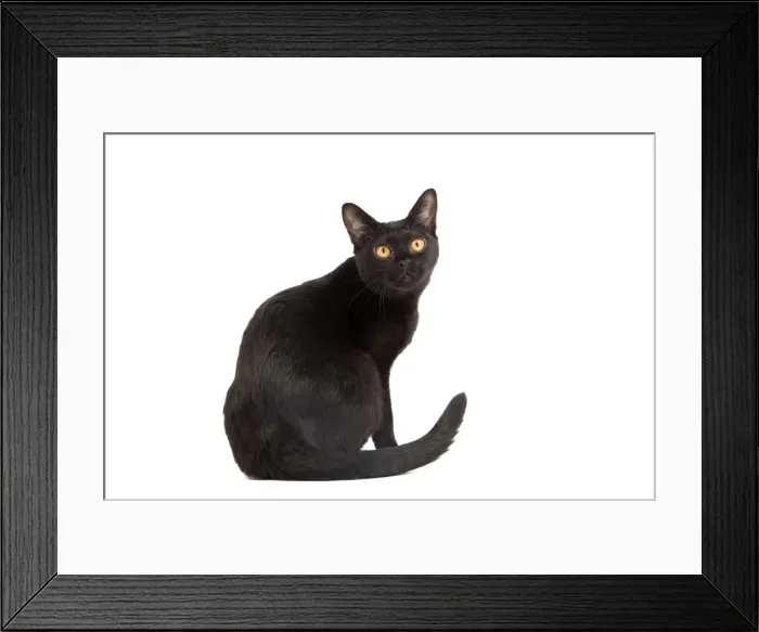 Framed Print : Picture No. 10888049 Framed Print : Picture No. 10888049