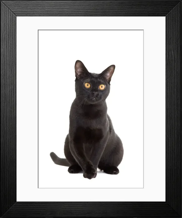 Framed Print : Picture No. 10888048 Framed Print : Picture No. 10888048