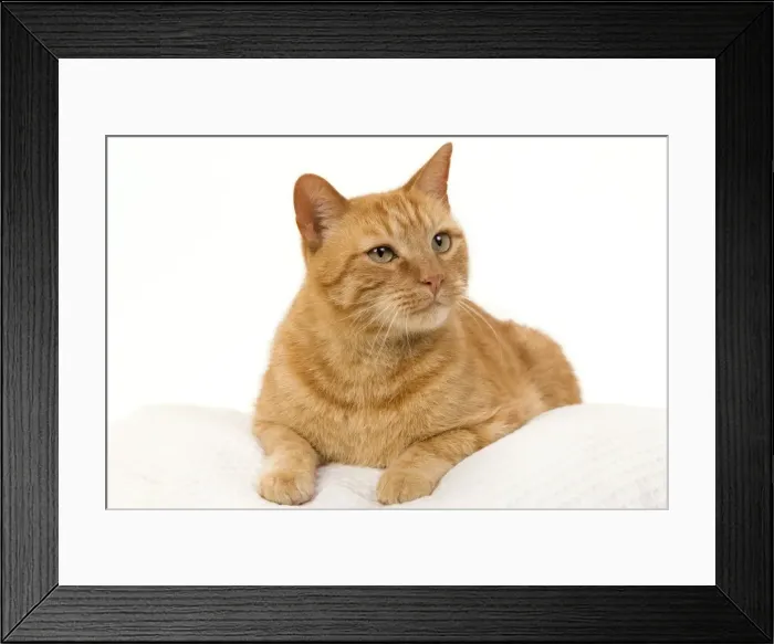 Framed Print : Picture No. 10888051