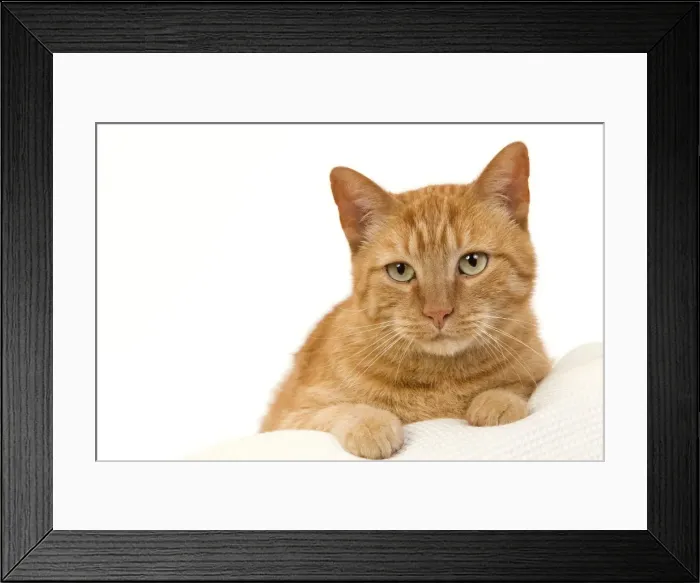 Framed Print : Picture No. 10888052 Framed Print : Picture No. 10888052