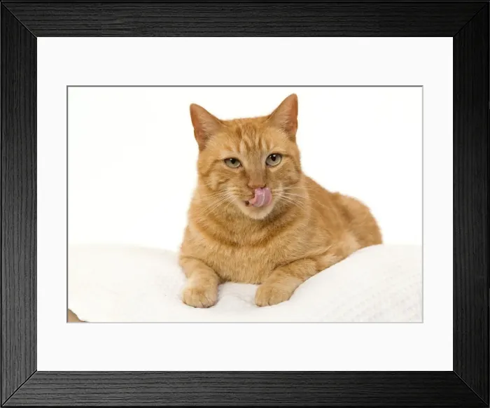 Framed Print : Picture No. 10888050 Framed Print : Picture No. 10888050