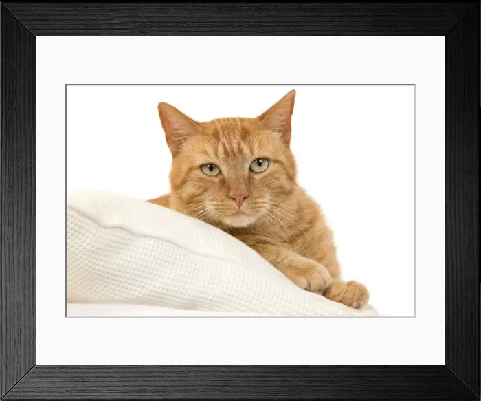 Framed Print : Picture No. 10888056 Framed Print : Picture No. 10888056