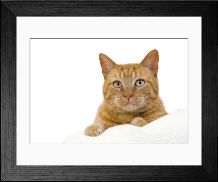 Framed Print : Picture No. 10888055 Framed Print : Picture No. 10888055