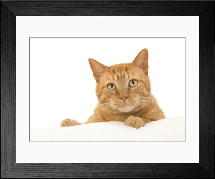 Framed Print : Picture No. 10888060 Framed Print : Picture No. 10888060