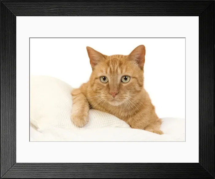 Framed Print : Picture No. 10888059 Framed Print : Picture No. 10888059