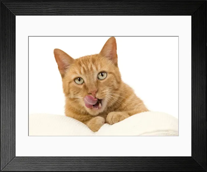 Framed Print : Picture No. 10888058 Framed Print : Picture No. 10888058