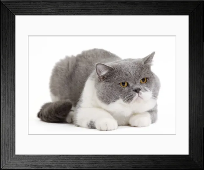 Framed Print : Picture No. 10888061 Framed Print : Picture No. 10888061