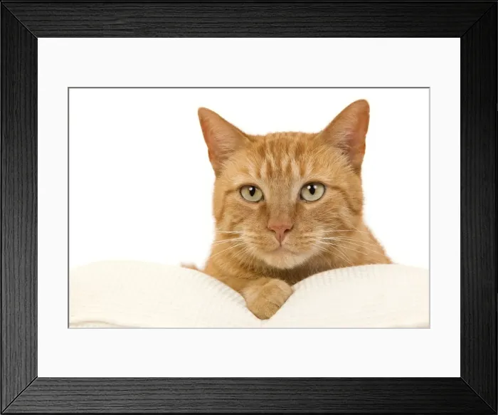 Framed Print : Picture No. 10888057 Framed Print : Picture No. 10888057