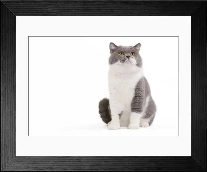 Framed Print : Picture No. 10888062 Framed Print : Picture No. 10888062