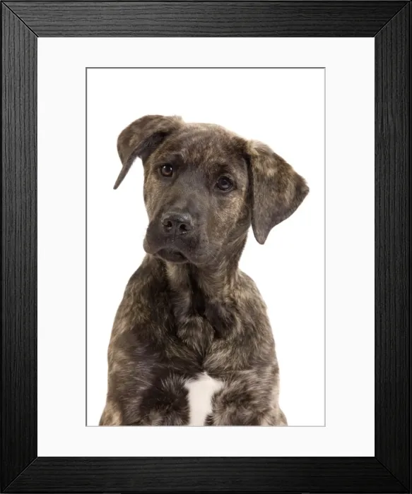 Framed Print : Picture No. 10888068 Framed Print : Picture No. 10888068