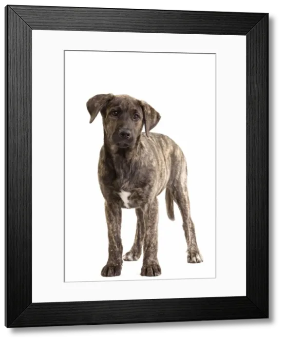 Framed Print : Picture No. 10888066 Framed Print : Picture No. 10888066
