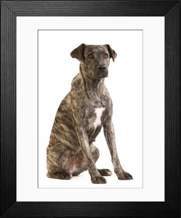 Framed Print : Picture No. 10888069 Framed Print : Picture No. 10888069