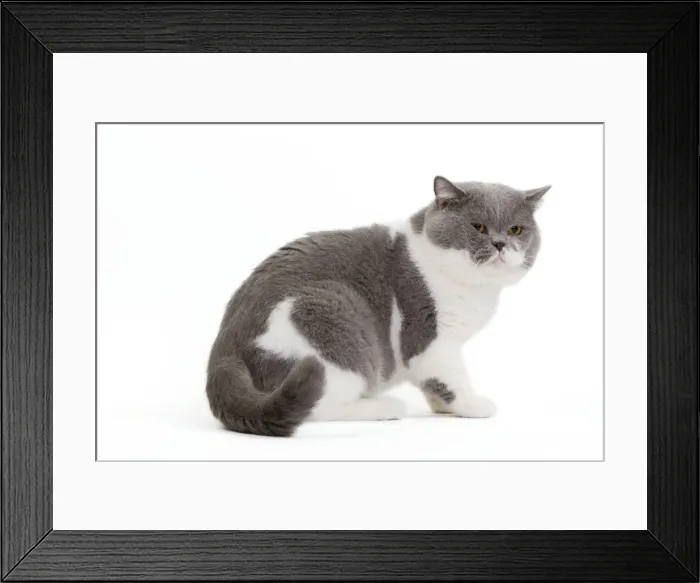 Framed Print : Picture No. 10888063 Framed Print : Picture No. 10888063