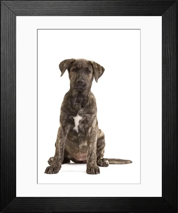 Framed Print : Picture No. 10888067 Framed Print : Picture No. 10888067