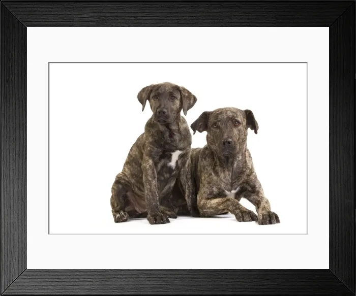 Framed Print : Picture No. 10888071 Framed Print : Picture No. 10888071