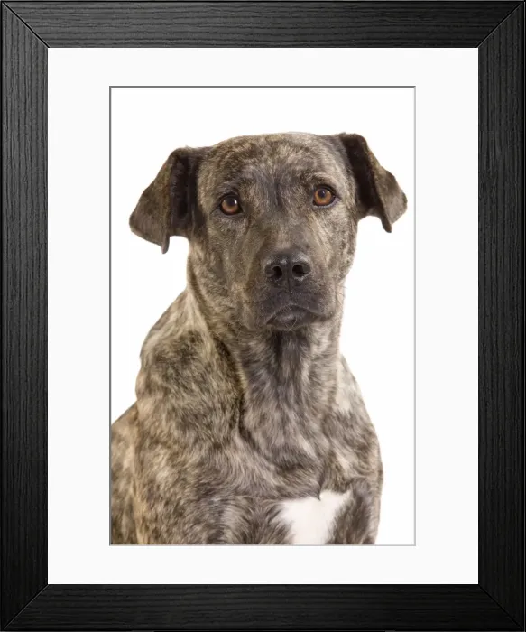 Framed Print : Picture No. 10888070