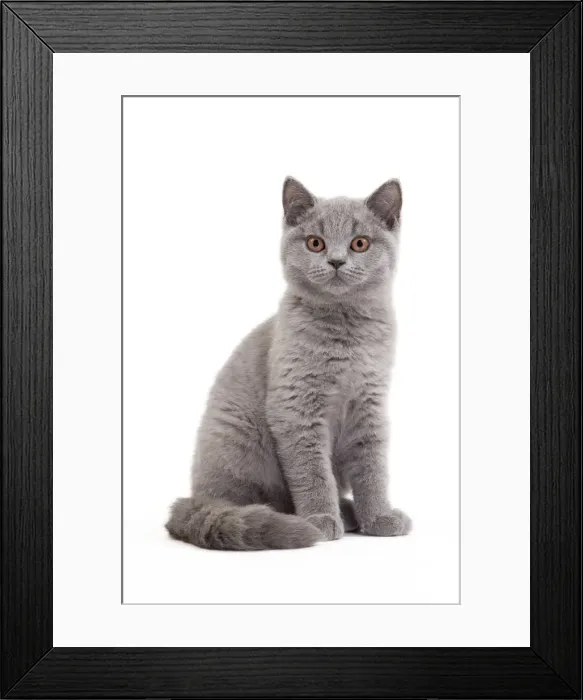 Framed Print : Picture No. 10888073 Framed Print : Picture No. 10888073