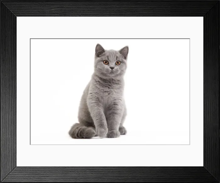 Framed Print : Picture No. 10888076 Framed Print : Picture No. 10888076