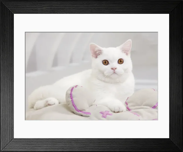 Framed Print : Picture No. 10888077 Framed Print : Picture No. 10888077