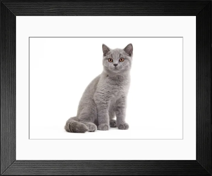 Framed Print : Picture No. 10888072 Framed Print : Picture No. 10888072