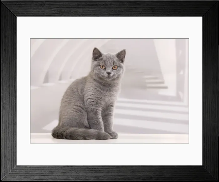 Framed Print : Picture No. 10888080 Framed Print : Picture No. 10888080