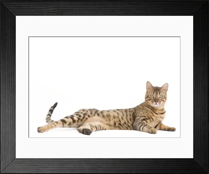 Framed Print : Picture No. 10888140 Framed Print : Picture No. 10888140