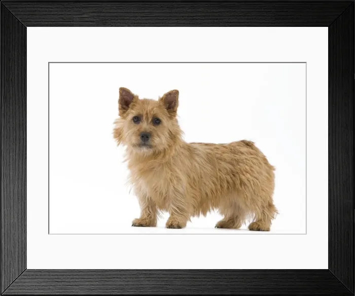 Framed Print : Picture No. 10888143 Framed Print : Picture No. 10888143