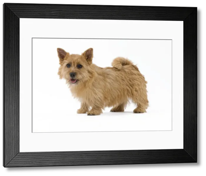 Framed Print : Picture No. 10888144 Framed Print : Picture No. 10888144