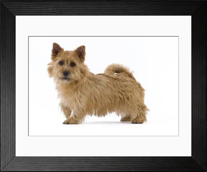 Framed Print : Picture No. 10888142