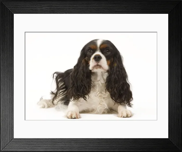 Framed Print : Picture No. 10888148 Framed Print : Picture No. 10888148