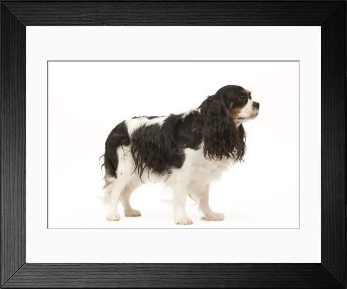 Framed Print : Picture No. 10888149 Framed Print : Picture No. 10888149