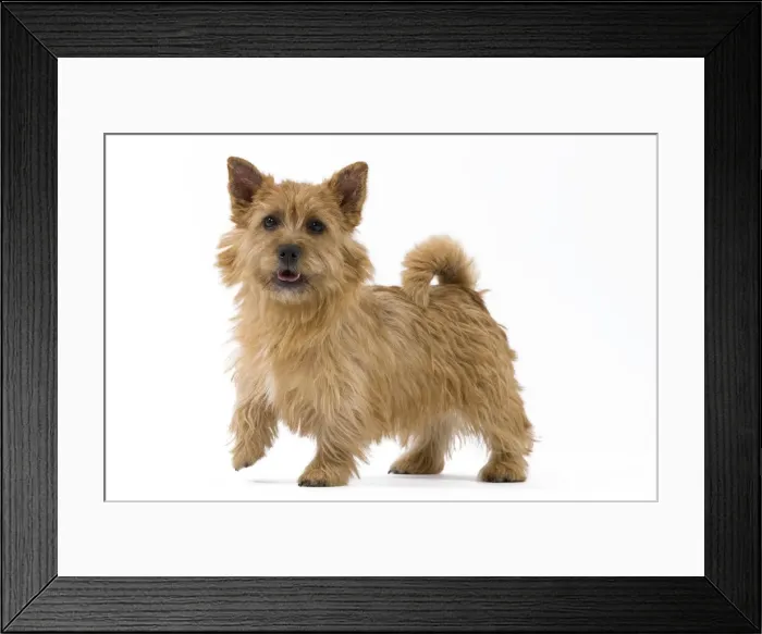 Framed Print : Picture No. 10888145 Framed Print : Picture No. 10888145