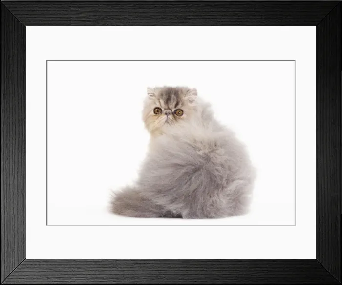 Framed Print : Picture No. 10888159 Framed Print : Picture No. 10888159