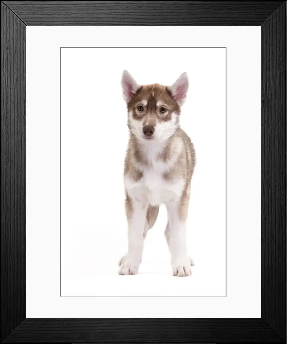 Framed Print : Picture No. 10888166 Framed Print : Picture No. 10888166